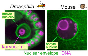 karyosome